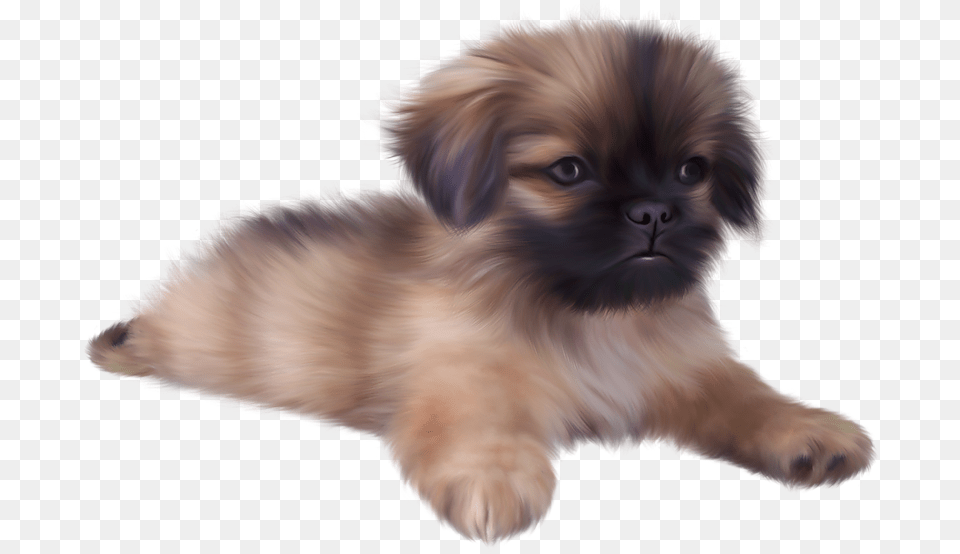 Puppy With Transparent Background, Animal, Canine, Dog, Mammal Png