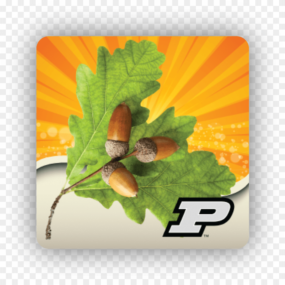 Purdue, Food, Nut, Plant, Produce Png