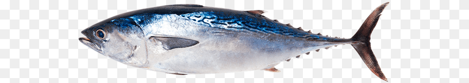 Pure Fresh Tuna Steaks Fresh Tuna Fish, Animal, Bonito, Sea Life, Shark Free Png