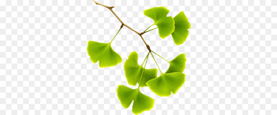 Pure Ginkgo Biloba Extract Organic Ginkgo Biloba Maidenhair Tree, Leaf, Plant, Herbal, Herbs Free Png Download
