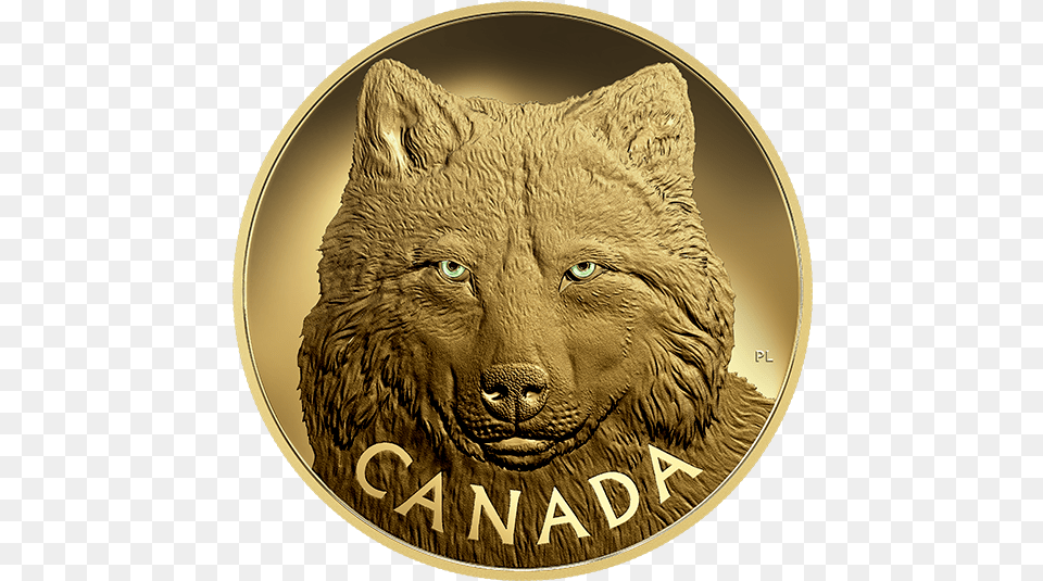 Pure Gold One Kilogram Coin In The Eyes Of The Timber 2017 Fine Silver 250 Dollar Kilo Coin, Animal, Bear, Mammal, Wildlife Free Png