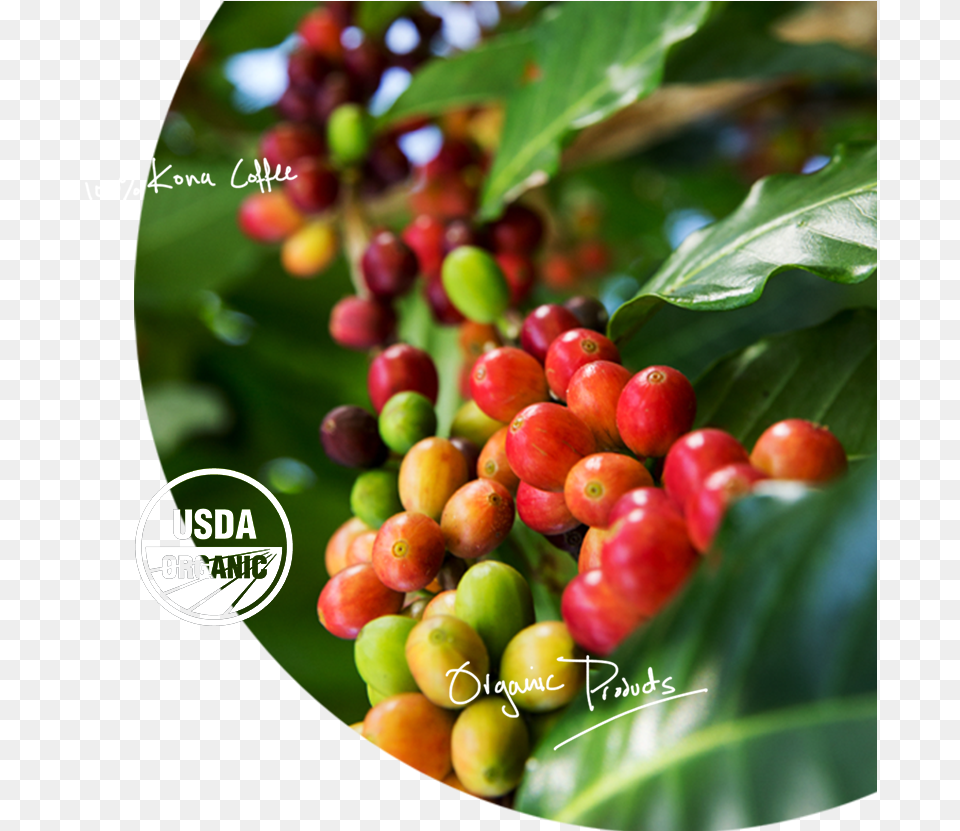 Pure Organic Kona Coffee Hollyleaf Cherry, Food, Fruit, Plant, Produce Png