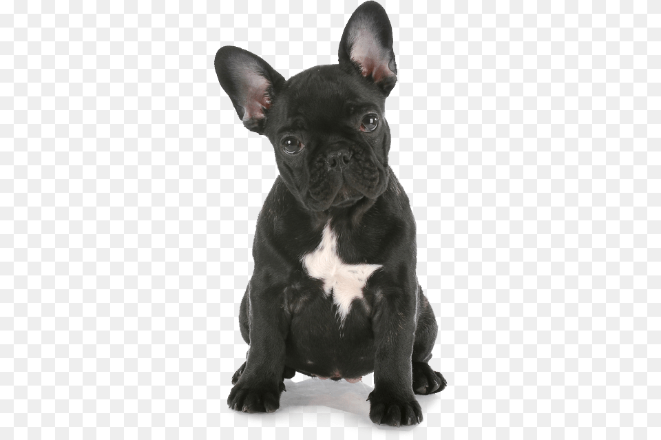 Pure Pet Shop French Bulldog Pup French Bull Dog Puppys, Animal, Canine, French Bulldog, Mammal Free Transparent Png
