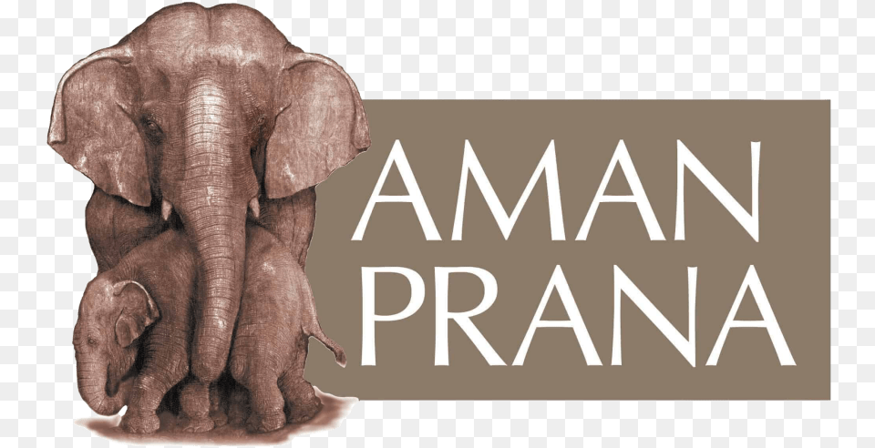 Pure Romance National Training 2019, Animal, Elephant, Mammal, Wildlife Png Image