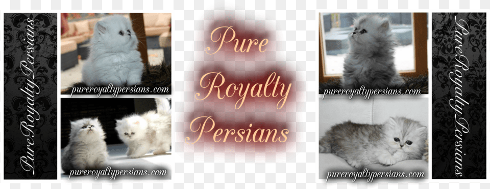 Pure Royalty Persians British Longhair, Animal, Cat, Kitten, Mammal Free Png Download