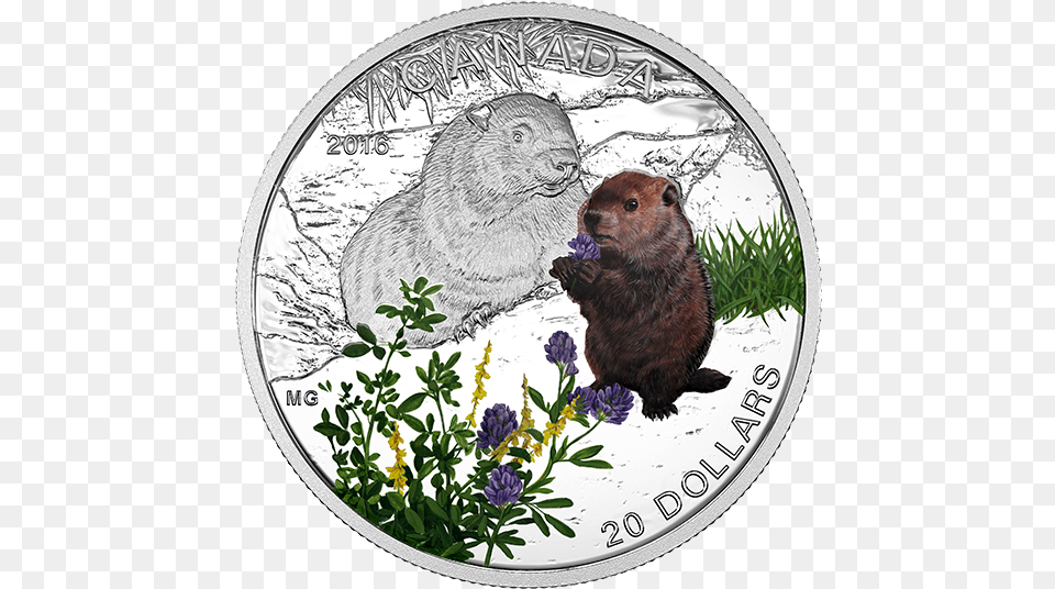 Pure Silver Coloured Coin Baby Animals 2016 Fine Silver 20 Dollar Coin Baby Animals Woodchuck, Animal, Mammal, Rodent, Beaver Free Png Download