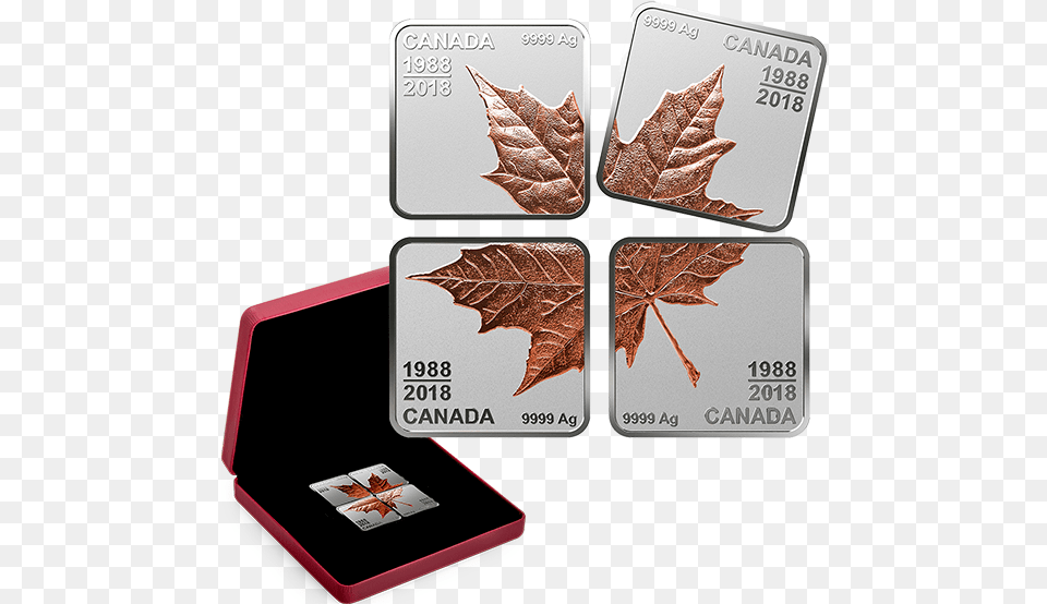 Pure Silver Rose Gold Plated Maple Leaf Quartet Silver, Plant, Text Png Image