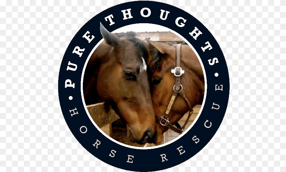 Pure Thoughts Horse Rescue Inc Pure Thoughts Horse Rescue, Animal, Mammal, Colt Horse Free Transparent Png