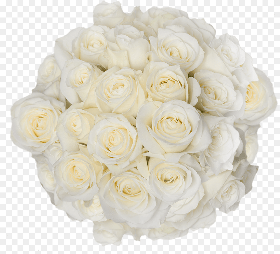 Pure White Roses For Bridal Bouquets Sugar Doll Roses Floribunda, Flower, Flower Arrangement, Flower Bouquet, Plant Png