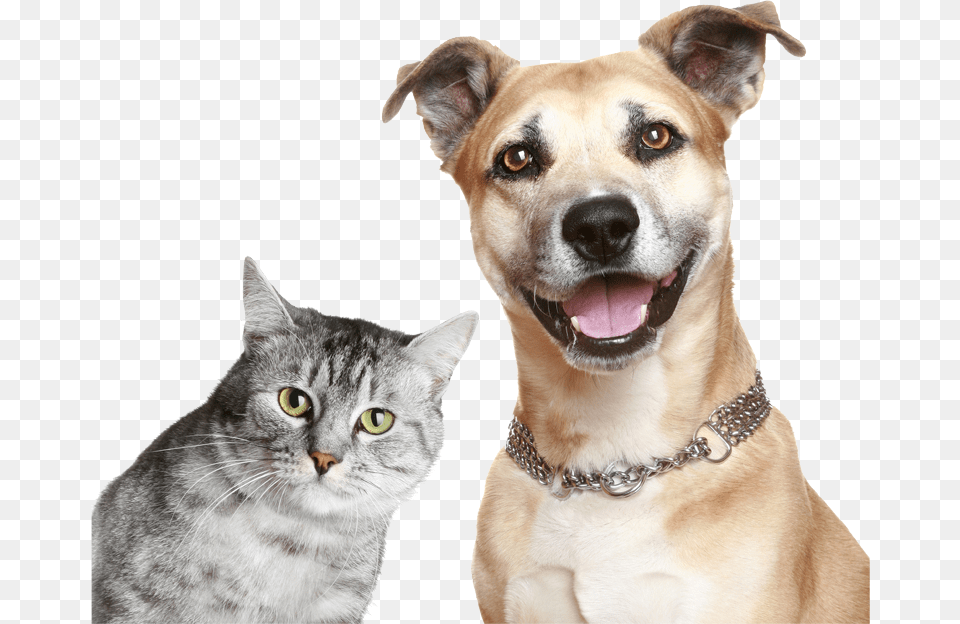 Purina Cat And Dog, Animal, Canine, Mammal, Pet Png Image