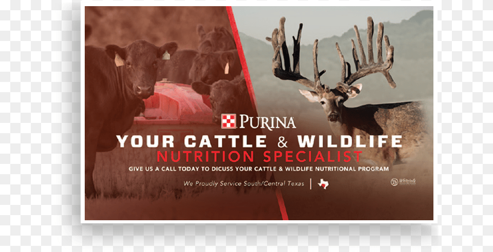 Purina Direct Mail Mail, Cow, Animal, Mammal, Livestock Free Png