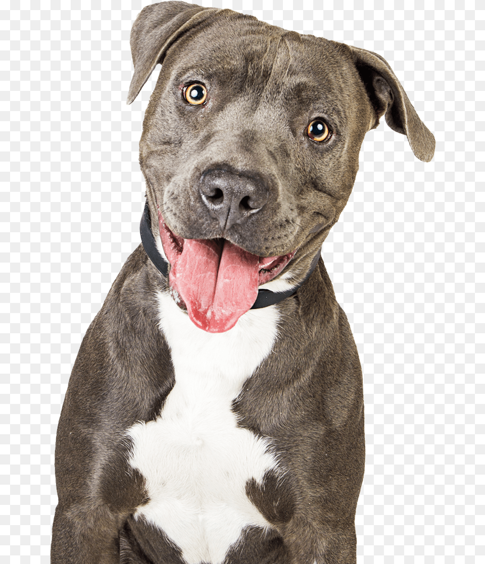 Purina Own Shit, Animal, Bulldog, Canine, Dog Png Image