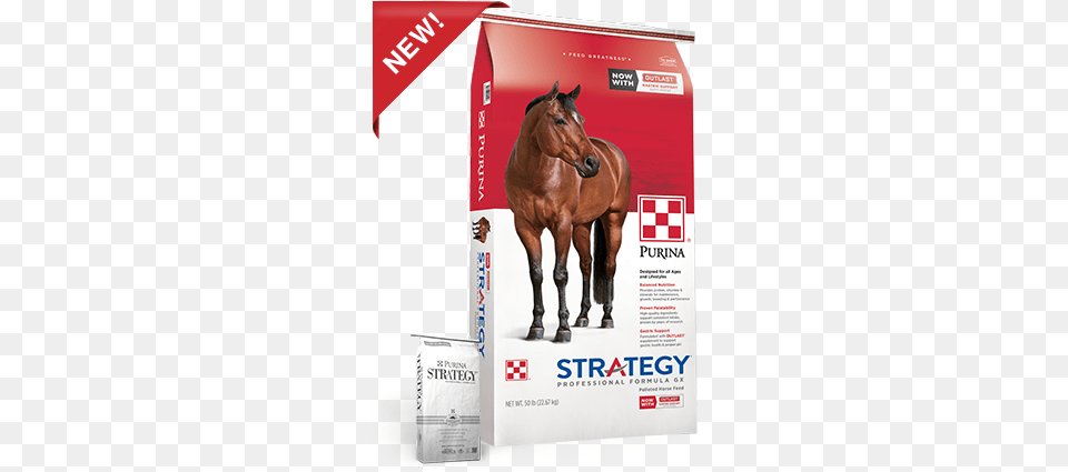 Purina Strategy Professional Formula Gx Horse Feed Purina Strategy, Animal, Mammal, Colt Horse Png