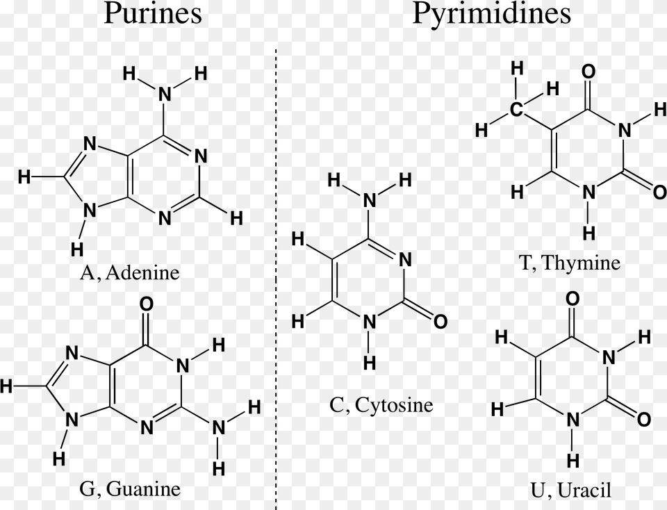 Purine Pyrimidine Purines And Pyrimidines, Gray Free Png Download