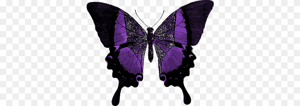 Purple Adult, Bride, Female, Person Free Png Download