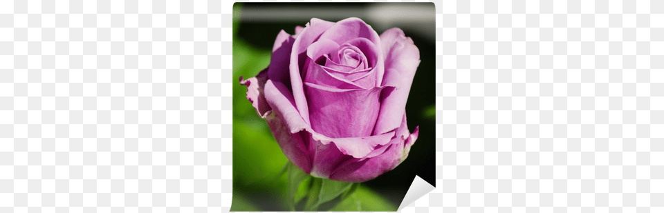 Purple, Flower, Plant, Rose Free Png