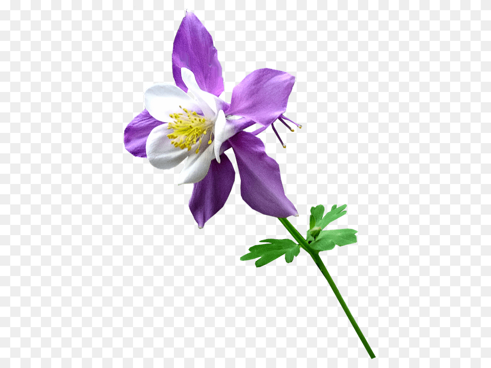 Purple Flower, Geranium, Plant, Pollen Free Png Download