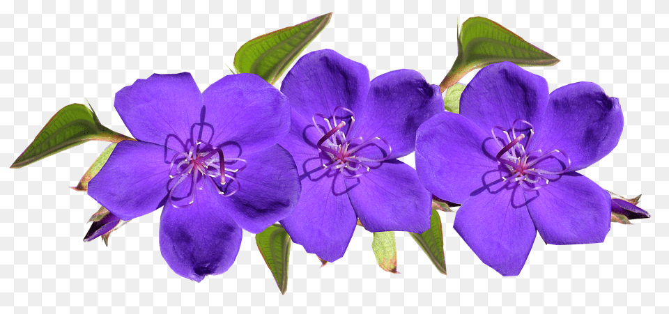 Purple Flower, Geranium, Plant, Petal Png Image