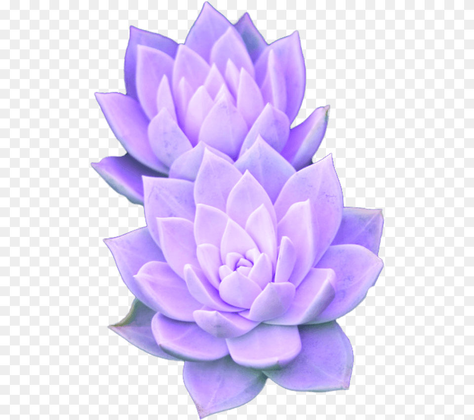 Purple Aesthetic Tumblr Succulent Succulent Clipart Transparent Background, Dahlia, Flower, Plant, Rose Free Png