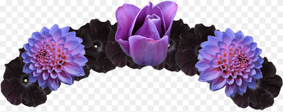 Purple And Black Flower Crown Flower Crowns Image 408 Flower Crown No Background Black, Dahlia, Plant, Petal, Rose Free Transparent Png