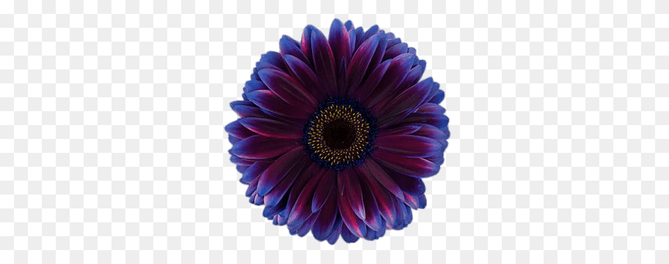 Purple And Blue Gerbera, Anemone, Dahlia, Daisy, Flower Png