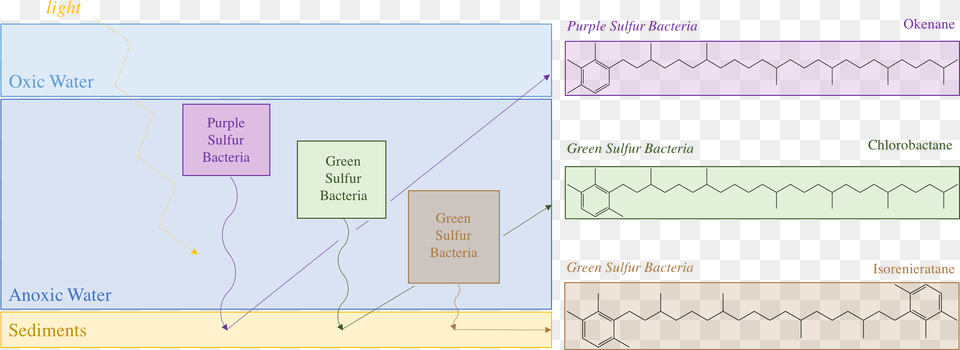 Purple And Green Sulfur Bacteria And Their Biomarkers Diagram, White Board, Uml Diagram Png