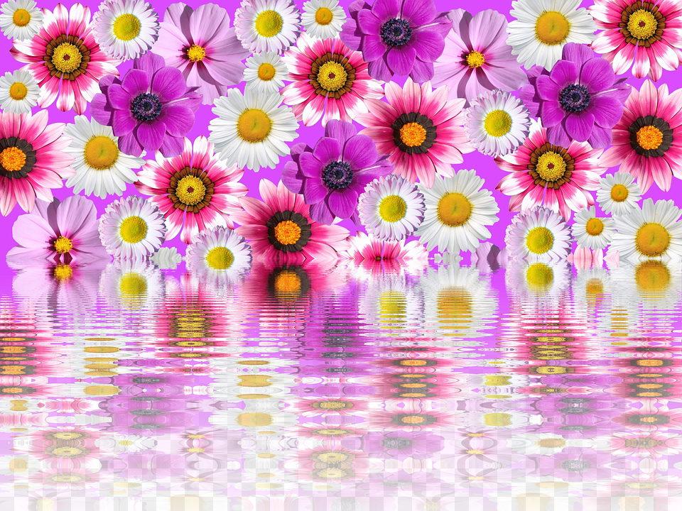 Purple And Pink Flowers Transpa 539x739area Rug, Daisy, Flower, Plant, Pattern Free Png Download