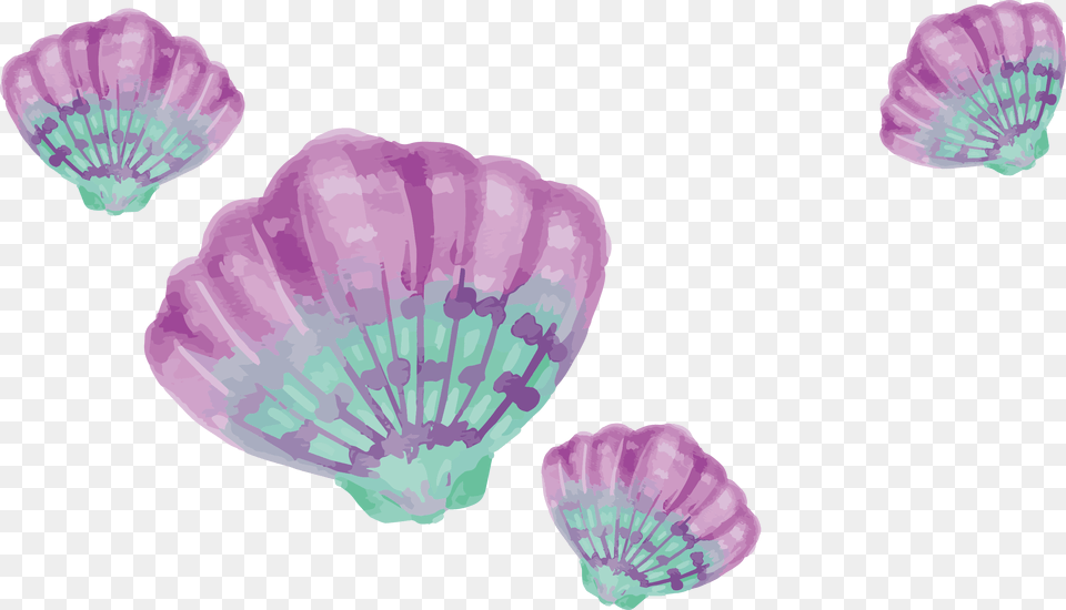 Purple And Teal Seashells, Animal, Seafood, Sea Life, Seashell Free Transparent Png