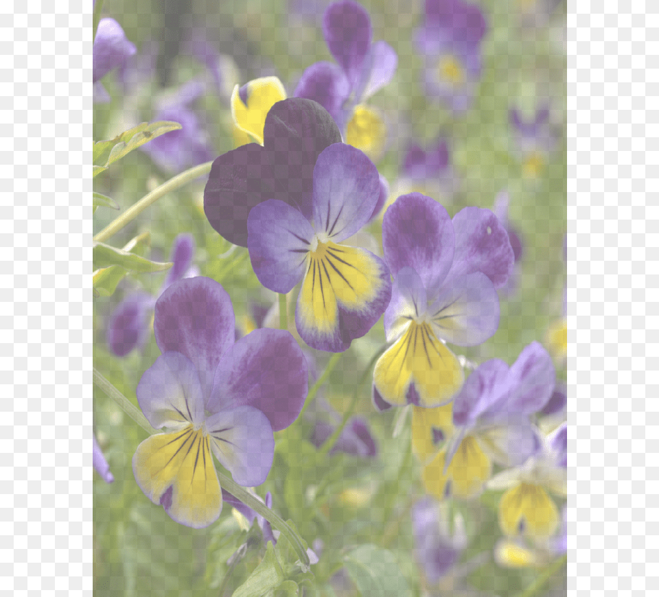 Purple And Yellow Bedding Plants, Flower, Geranium, Plant, Iris Free Png Download