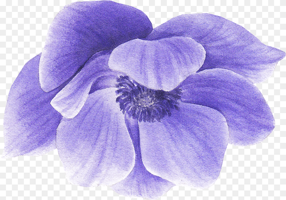 Purple Anemone Flower By We Studio Blue Violet, Petal, Plant, Orchid, Rose Png Image