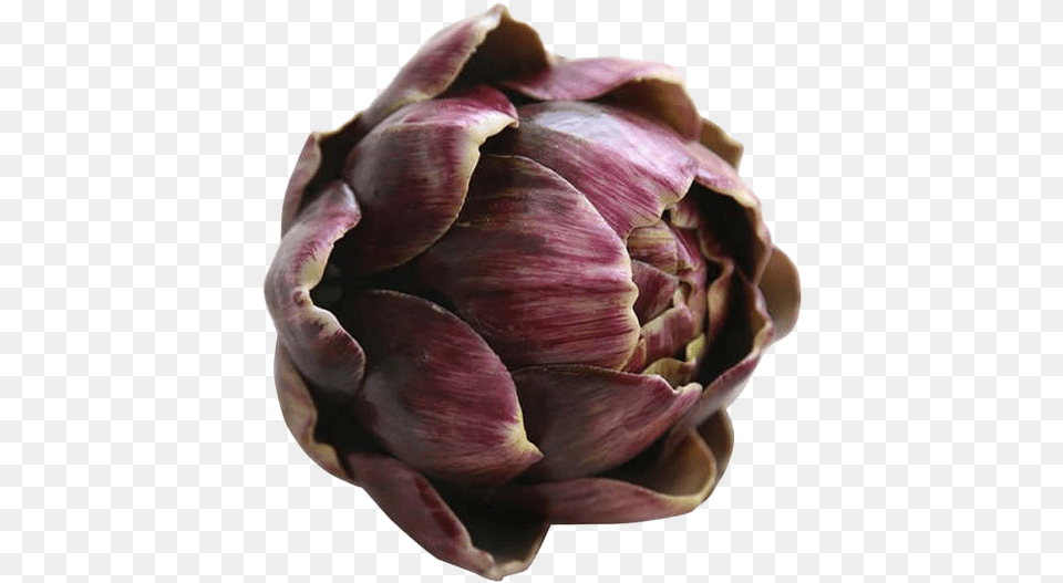 Purple Artichoke Background Flower, Food, Produce, Plant, Vegetable Png