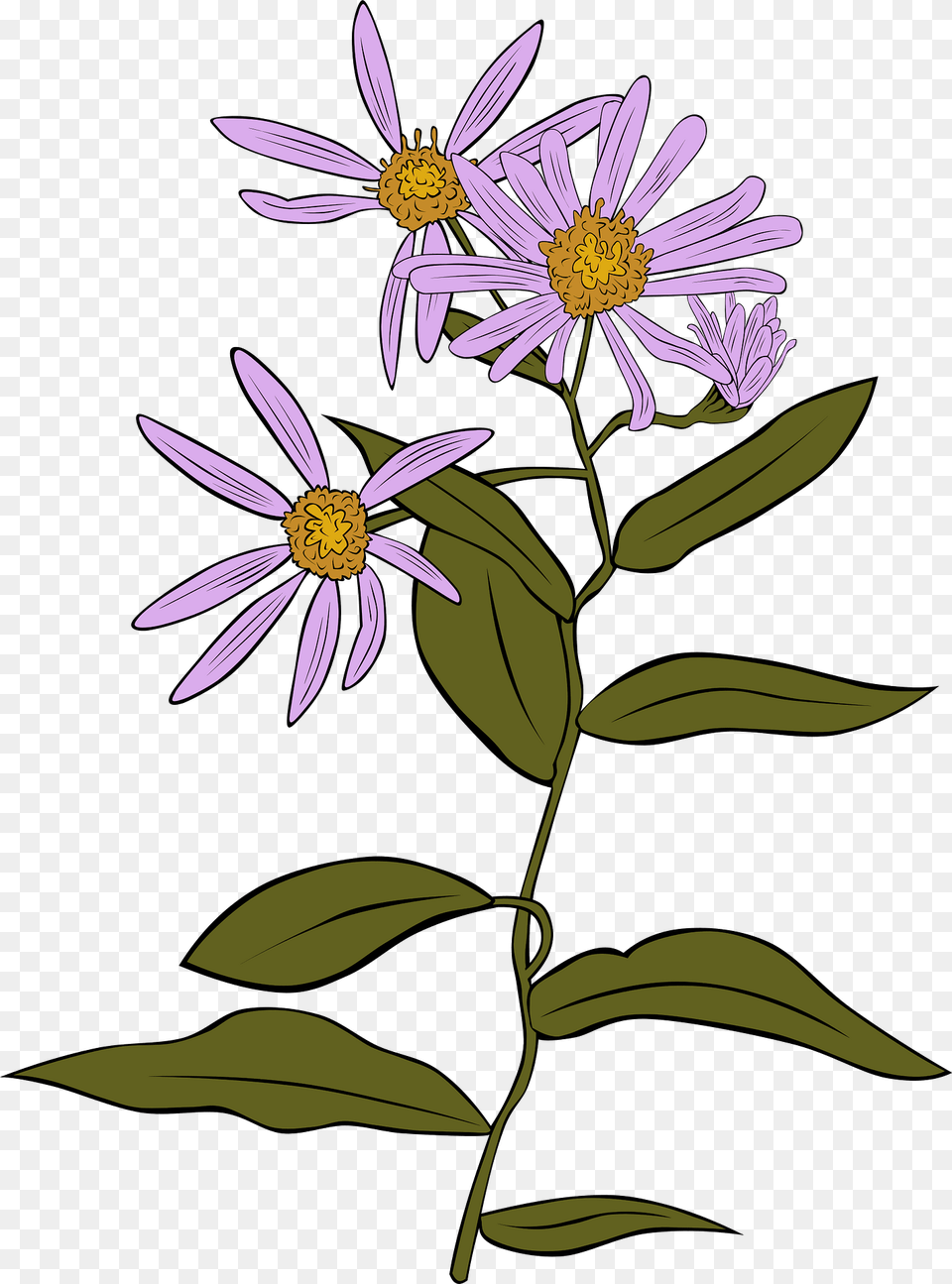 Purple Aster Clipart, Daisy, Flower, Plant Free Png Download
