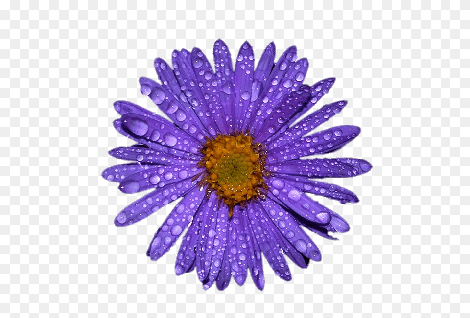 Purple Aster With Water Droplets On Leaves, Daisy, Flower, Plant, Anemone Free Png Download