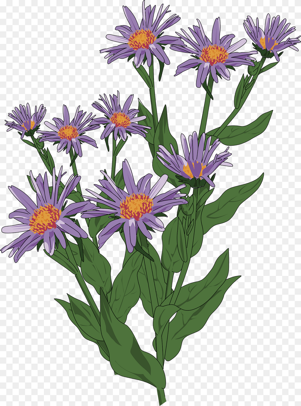 Purple Asters Bouquet Clipart, Daisy, Flower, Plant Free Transparent Png