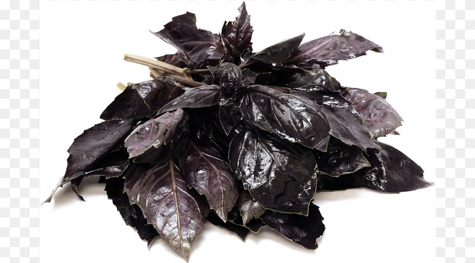 Purple Basil With Stems Basil, Herbal, Herbs, Leaf, Plant Png Image