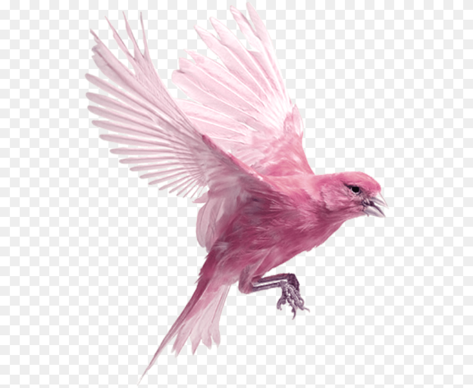 Purple Bird On White Background, Animal, Finch Free Transparent Png