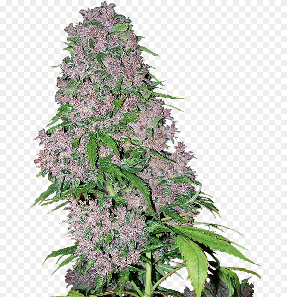 Purple Bud, Plant, Hemp, Grass, Weed Png Image