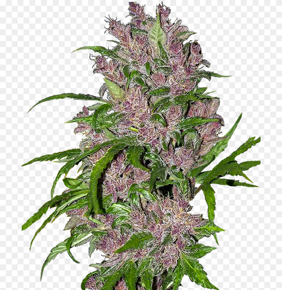 Purple Bud Feminized Seedsman, Plant, Grass, Hemp, Leaf Free Png