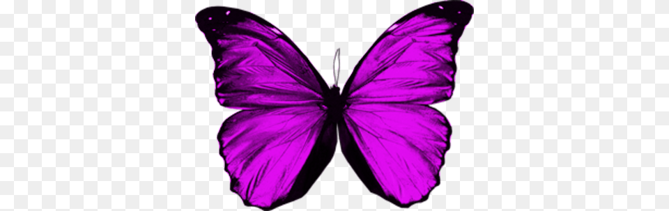 Purple Butterfly, Person, Animal, Insect, Invertebrate Png Image