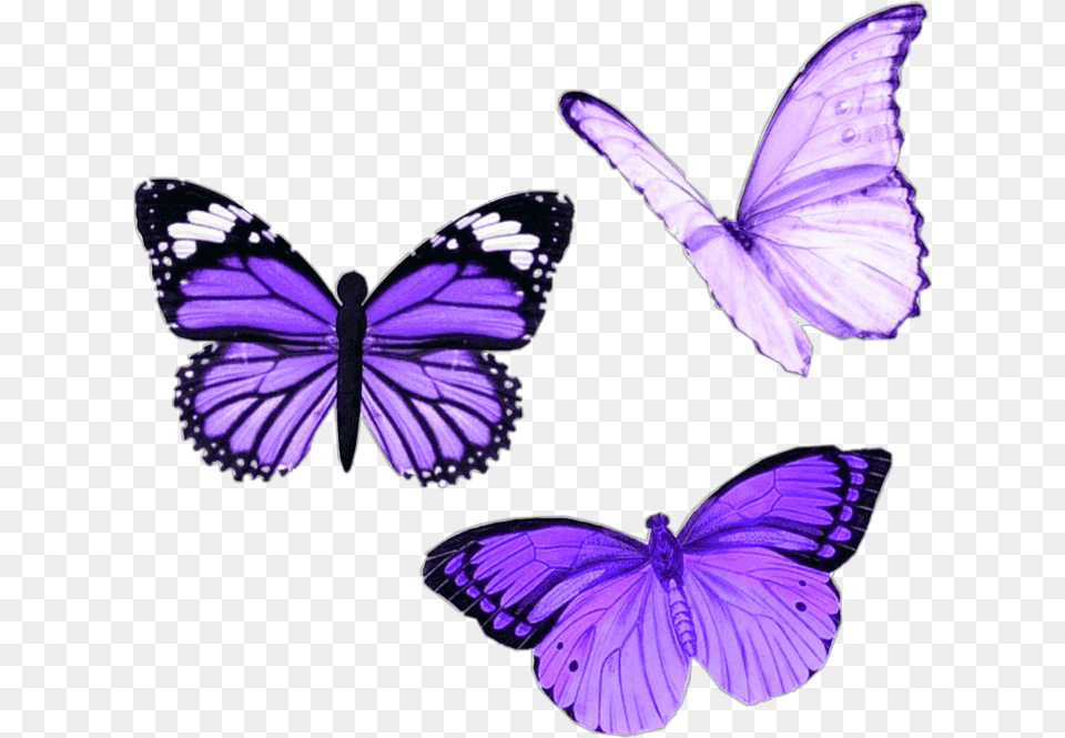 Purple Butterfly Aesthetic Moodboard Niche Butterfly, Animal, Insect, Invertebrate, Plant Png Image