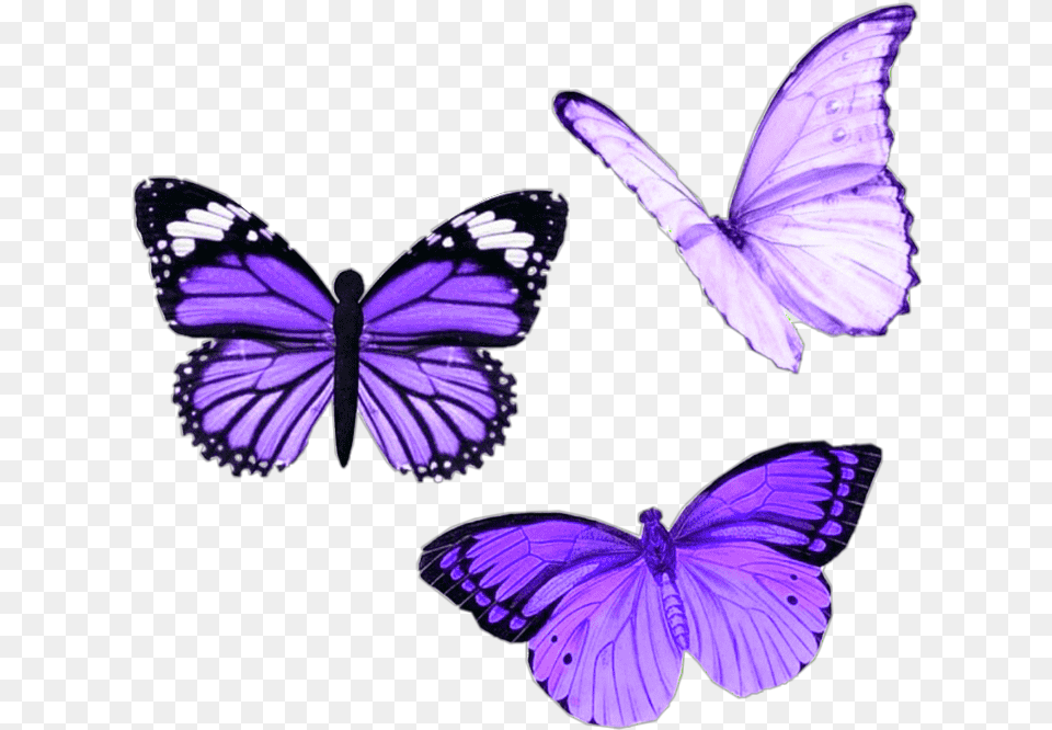 Purple Butterfly Aesthetic Purple Butterfly Tattoo Designs, Plant, Animal, Insect, Invertebrate Free Transparent Png
