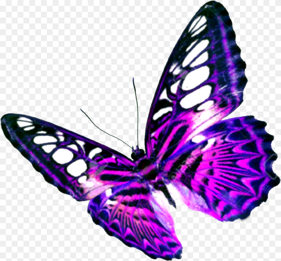 Purple Butterfly Background Background Butterfly, Plant, Animal, Insect, Invertebrate Png Image