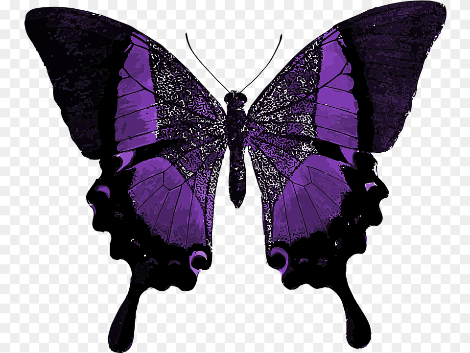 Purple Butterfly Colorful Line Of Symmetry In Real Life, Person, Silhouette Free Png