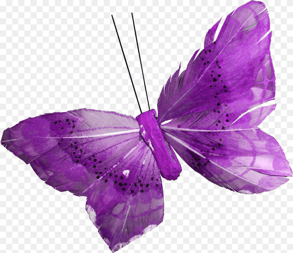 Purple Butterfly Fioletovie, Flower, Plant, Petal Png Image