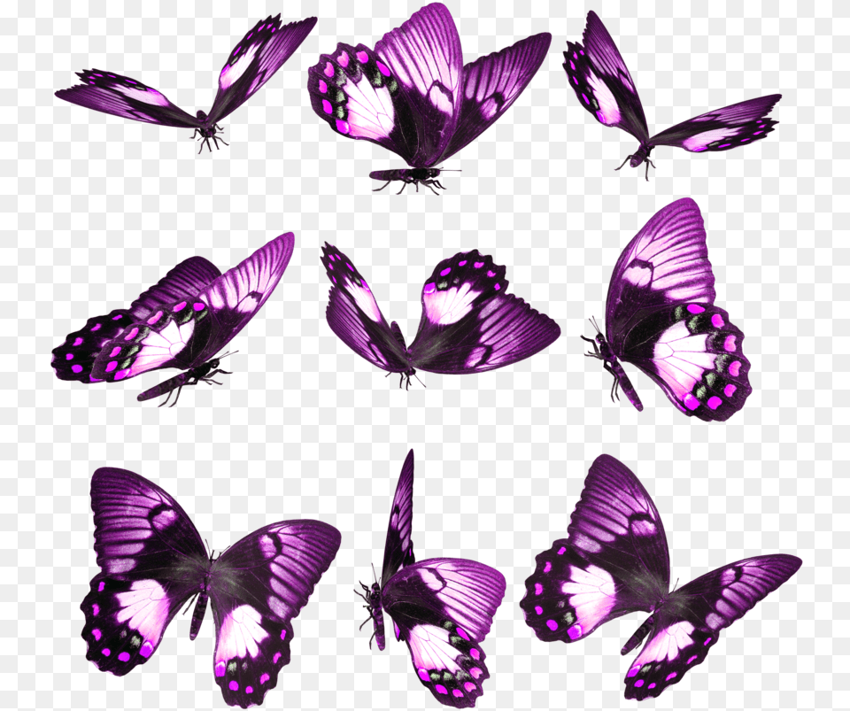 Purple Butterfly On Finger, Plant, Animal, Insect, Invertebrate Png