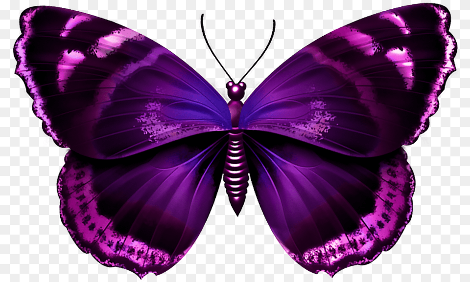 Purple Butterfly Purple And Pink Butterfly, Person, Animal, Insect, Invertebrate Png