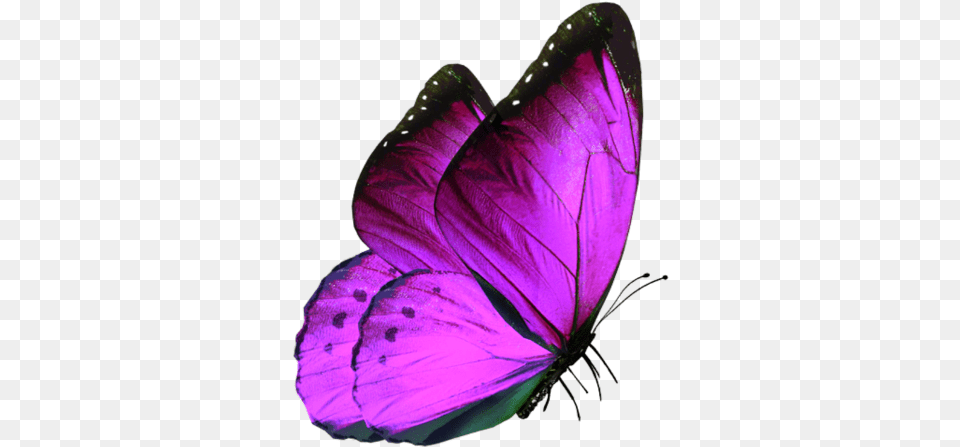 Purple Butterfly Summer Butterfly Images Download, Flower, Petal, Plant, Animal Png
