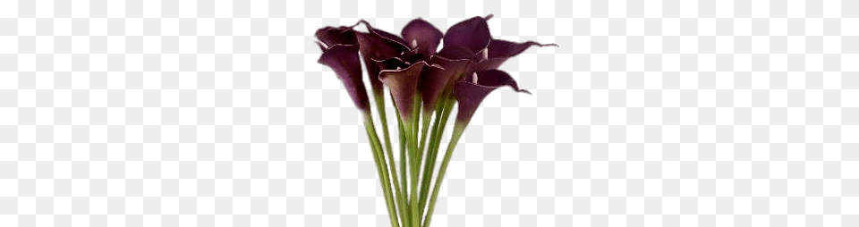 Purple Calla Lilies, Flower, Flower Arrangement, Flower Bouquet, Petal Free Transparent Png