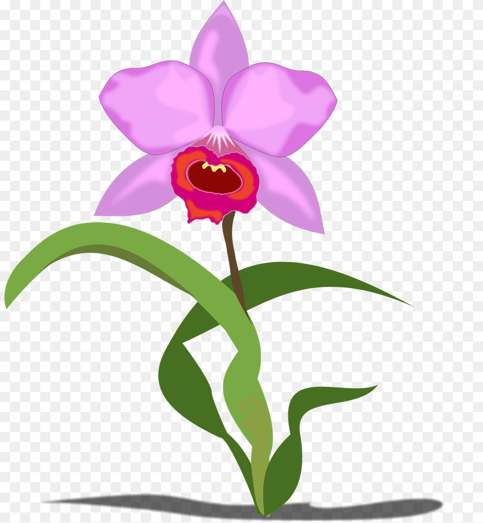 Purple Cattleya Orchid Clipart, Flower, Plant Free Png