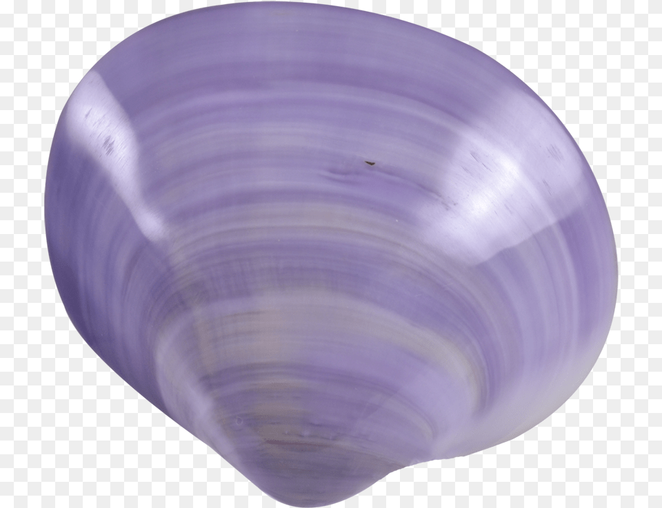 Purple Clam Polished Pair 4quot Up Baltic Clam, Animal, Food, Invertebrate, Sea Life Free Transparent Png